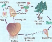 estrutura-das-pteridofitas-3