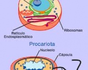 eucarionte-evolucao-da-procarionte-3