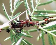 exemplos-de-protocooperacao-na-natureza-formigas-e-acacias-1