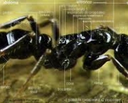 exemplos-de-protocooperacao-na-natureza-formigas-e-acacias-3