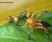 exemplos-de-protocooperacao-na-natureza-formigas-e-acacias-4