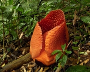 rafflesia-arnoldii-1