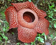 rafflesia-arnoldii-10