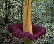 rafflesia-arnoldii-12