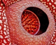 rafflesia-arnoldii-14