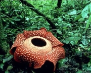 rafflesia-arnoldii-2