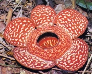 rafflesia-arnoldii-3
