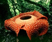 rafflesia-arnoldii-4