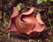rafflesia-arnoldii-5
