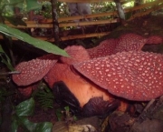 rafflesia-arnoldii-6