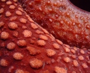 rafflesia-arnoldii-7