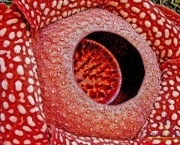 rafflesia-arnoldii-8
