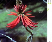 http://www.dreamstime.com/stock-photos-erythrina-speciosa-mulungu-sao-paulo-sp-brazil-julho-brazilian-fabaceae-greatly-appreciated-gardening-landscaping-image63086503