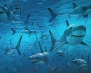fatos-importantes-dos-tubaroes-1