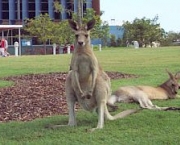 fauna-australiana-1