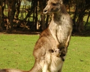 fauna-australiana-15