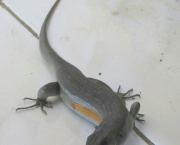 Fauna da Indonesia (2)