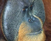 Orangutan Merana
