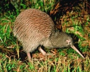 fauna-da-nova-zelandia-1