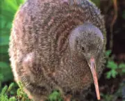 fauna-da-nova-zelandia-11