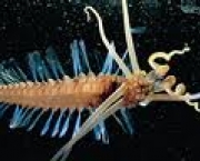 fitoplancton-marinho-05-mil-especies-conhecidas-na-ciencia-3