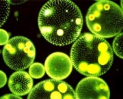 fitoplancton-organismos-da-agua-3
