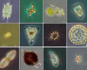 fitoplancton-organismos-da-agua-5