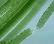 fitoplancton-organismos-da-agua-9