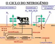 fixacao-do-nitrogenio-3