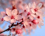 flor-de-cerejeira-1