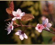 flor-de-cerejeira-10