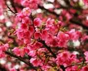 flor-de-cerejeira-11