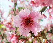 flor-de-cerejeira-12