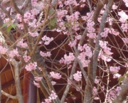 flor-de-cerejeira-13