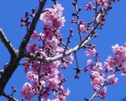 flor-de-cerejeira-14