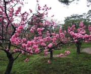 flor-de-cerejeira-15