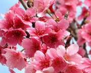 flor-de-cerejeira-3