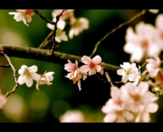 flor-de-cerejeira-5