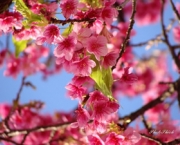 flor-de-cerejeira-6
