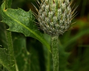 flor-em-extincao-serratula-pinnalifida-12