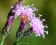 flor-em-extincao-serratula-pinnalifida-14
