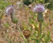 flor-em-extincao-serratula-pinnalifida-6