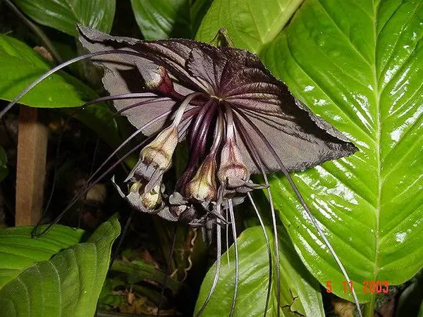Flor Morcego – Sementes e Tacca | Meio Ambiente - Cultura Mix