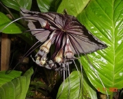 flor-morcego-2