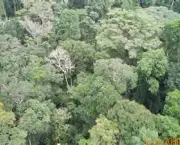 floresta-amazonica-4