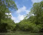 floresta-amazonica-7