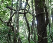 floresta-amazonica-9