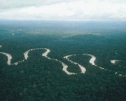 floresta-tropical-pluvial-1