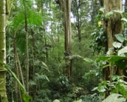 floresta-tropical-pluvial-10