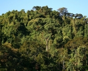 floresta-tropical-pluvial-11